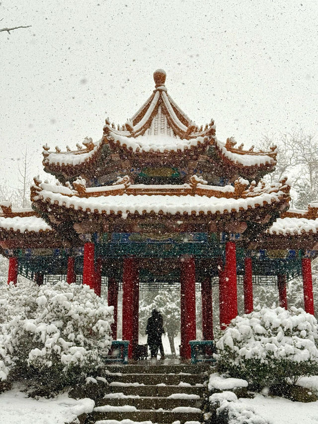 大連初雪絕美 勞動公園張張封神！