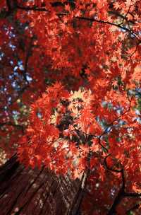 日本長野長圓寺 血紅的楓美極了。