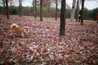 賞滿地紅楓，看農民畫，這裡是季節限定的紅色。