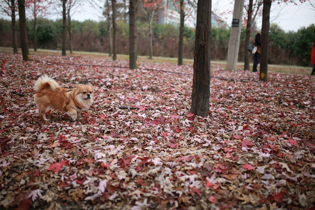 賞滿地紅楓，看農民畫，這裡是季節限定的紅色。