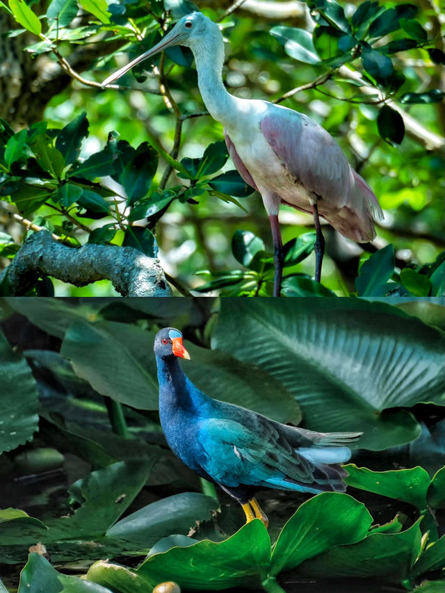 美國最大的亞熱帶沼澤濕地公園。