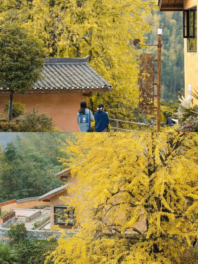 江西小眾旅行地  住進百年銀杏古村落。