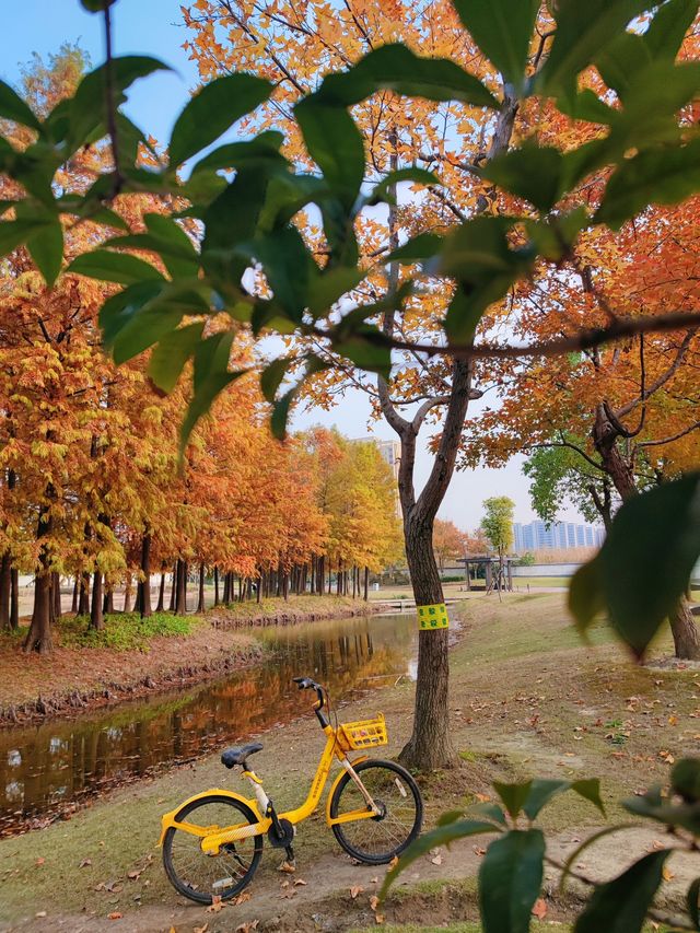 遠香湖公園此刻已是深秋！！！