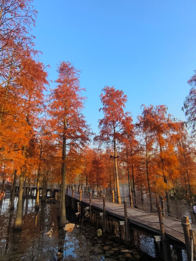 南京池杉湖濕地公園～最佳觀賞路線