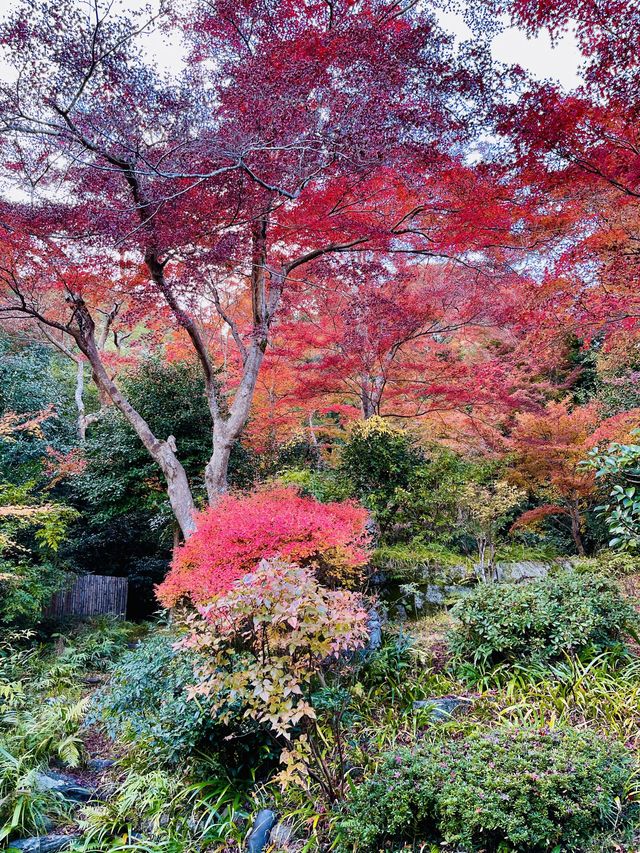 日本·京都嵐山二尊院