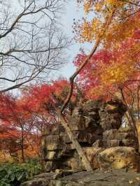 嘉定秋霞圃賞紅葉