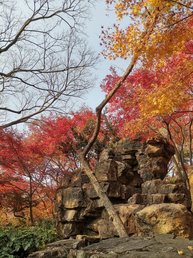 嘉定秋霞圃賞紅葉