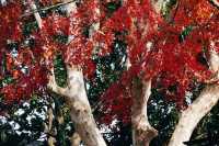 上海紅葉季｜閔行紅園，我言冬日勝春朝