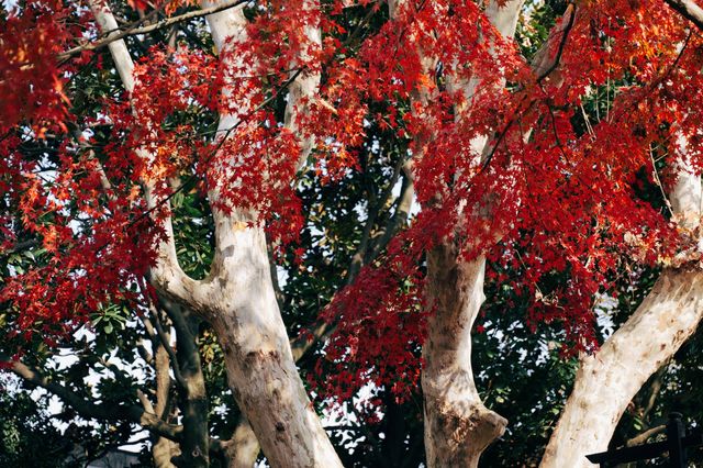 上海紅葉季｜閔行紅園，我言冬日勝春朝