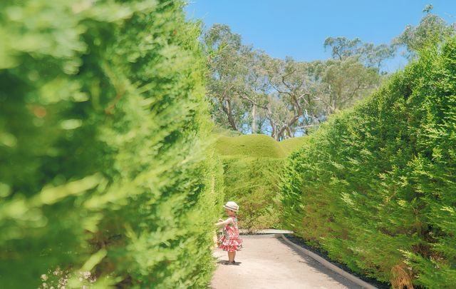 墨爾本遛娃，打卡莫寧頓半島的雅思迷宮和薰衣草花園