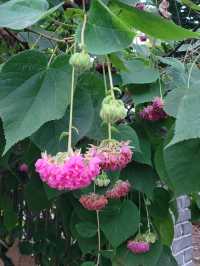 中科院熱帶植物園