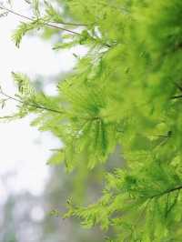 深圳四海公園賞花啦～泰國櫻花 絨果決明