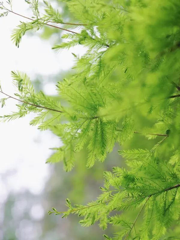 深圳四海公園賞花啦～泰國櫻花 絨果決明