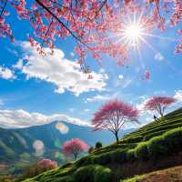 闖進冬日粉色夢境無量山櫻花谷