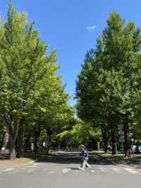 來札幌看最美校園 北海道大學