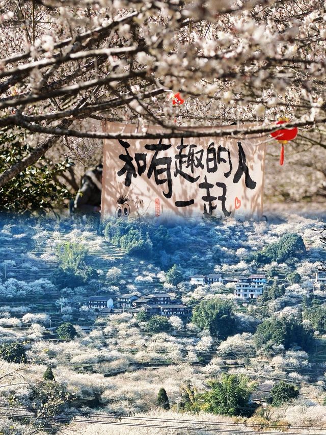 這不是雪，這是永泰青梅的盛開