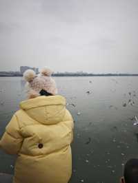 無錫親子遊‖蠡湖大橋餵海鷗水上摩天輪