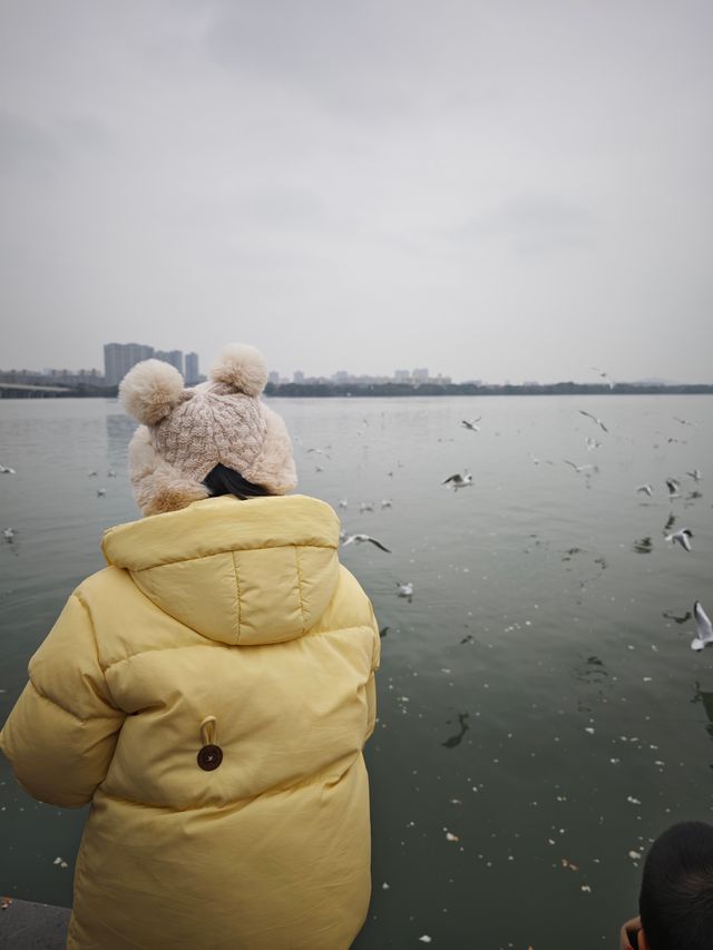 無錫親子遊‖蠡湖大橋餵海鷗水上摩天輪