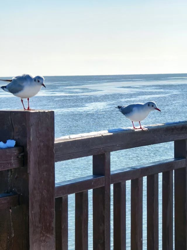 冬日海邊|凍海與海鷗的浪漫邂逅