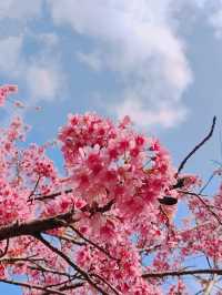 春節攀枝花7日遊 超詳細攻略來襲