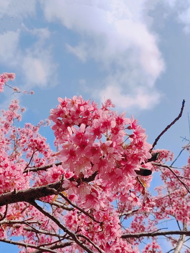 春節攀枝花7日遊 超詳細攻略來襲