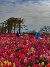 #珠海市花海長廊的絢麗風景