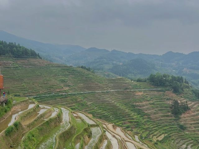別再錯過！湖南紫鵲界梯田，小眾寶藏地探秘指南！