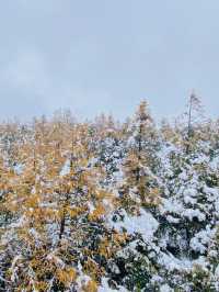 再也不去了，雪景拍照靚到爆！