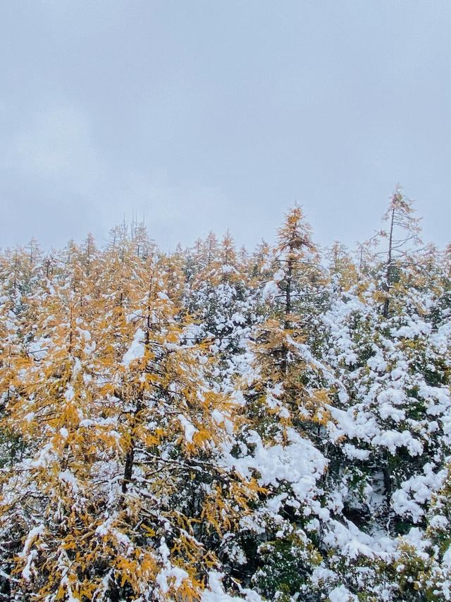 再也不去了，雪景拍照靚到爆！