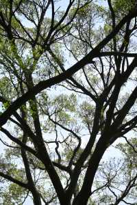 桂林西山公園的臘梅開啦 