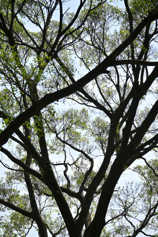 桂林西山公園的臘梅開啦 
