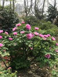 市內公園賞花小攻略