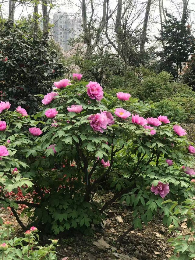 市內公園賞花小攻略
