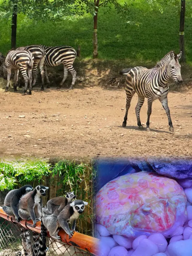 大熊貓萌蘭「一字馬」絕技創下超時長新紀錄