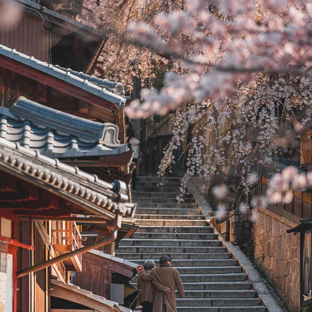 🌸奔赴伊豆河津櫻的浪漫之約