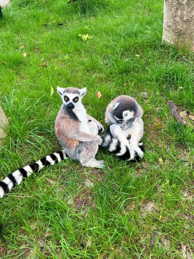 超級好玩，強推上海野生動物園！