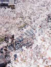 蘇東坡沒有騙我！我在南京找到了「天上宮闕」櫻花天梯