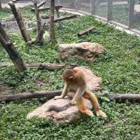 廣州動物園🐼帶娃必去❗️全攻略