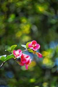 2.25實拍！成都棠湖公園海棠花絕美！