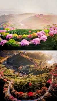 《國家地理》嘅櫻花茶園喺呢度
