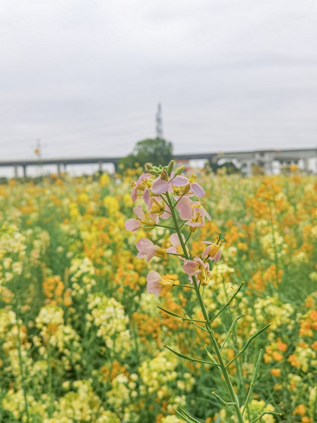 東涌油菜花田 春日限定的浪漫