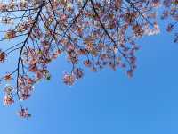 大阪櫻花全攻略｜4天3晚邂逅粉色浪漫