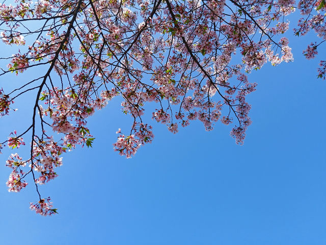 大阪櫻花全攻略｜4天3晚邂逅粉色浪漫