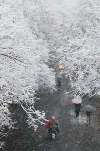 春雪銀裝素裹，宛如畫卷。