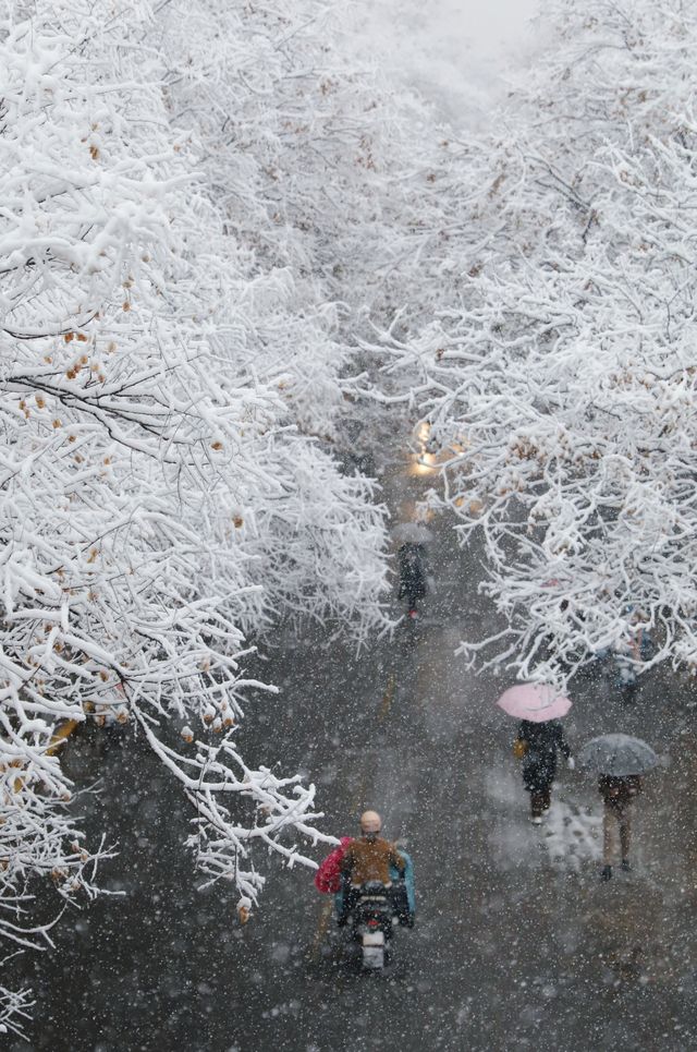 春雪銀裝素裹，宛如畫卷。