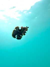 🐠 Sanya Underwater: A Snorkeler’s Paradise 🌊    