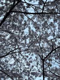 🌸邂逅首爾櫻花季，浪漫藏在每一幀live圖裡