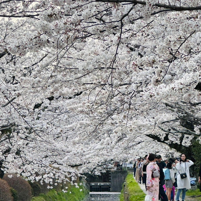 🌸漫步京都哲學之道，邂逅春日爛漫櫻花