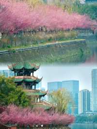 錯過等一年！成都望江樓花海封神！！