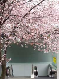 貴陽最美地鐵站🌸 紫葉李悄悄綻放啦